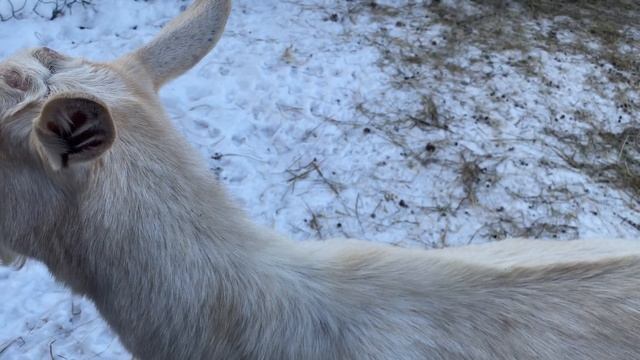 Содержание коз зимой в условиях Сибири.