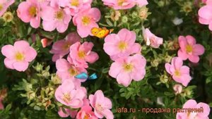 Лапчатка кустарниковая Пинк Квин (pink queen) ? обзор: как сажать, саженцы лапчатки Пинк Квин