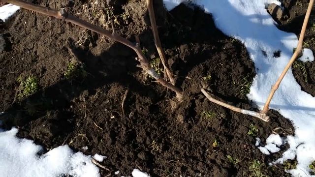 Подготовка виноградных кустов к майской перепрививке (черным в зеленое) смотреть онлайн