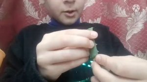 посадка семян-как спасти очиток моргана методом ражмнаженя.размнажаем очиток моргана