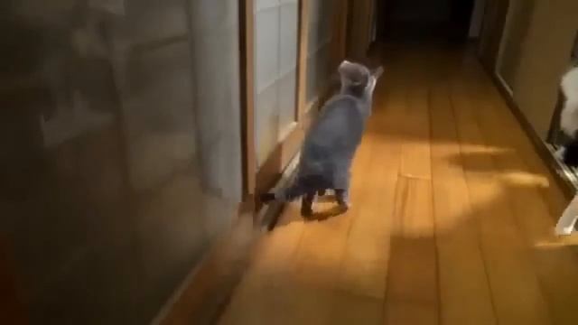 Умный кот  Обалдеть! Умный кот стучится в дверь!