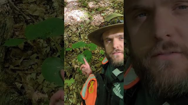 I FOUND WILD GINGER in the WOODS! смотреть онлайн