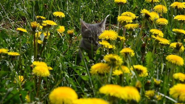 Котёнок