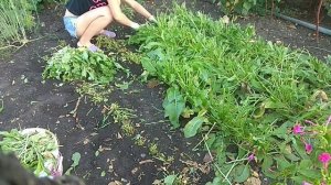 Щавель на зиму.Зеленый борщ.Консервированный щавель.Заготовка щавеля на зиму.Зелень на зиму.