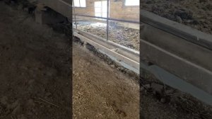 Наша ферма КРС зима 2021г, бычки беспривязное содержание
