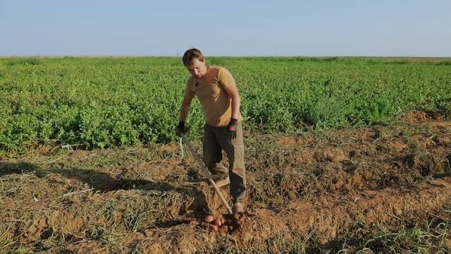 Краснокожурный сорт картофеля Церата