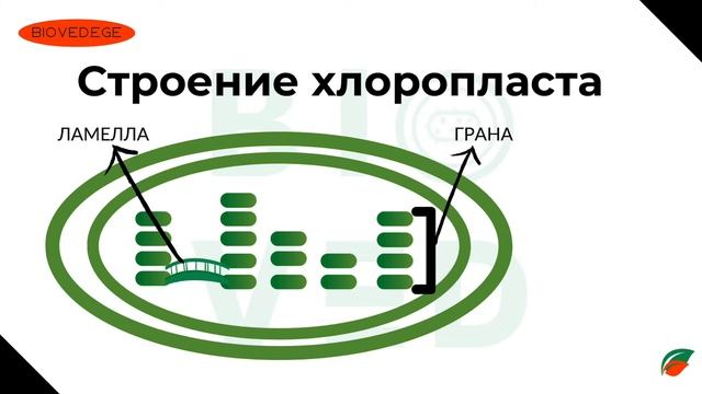 Строение хлоропласта за 5 минут (ДАЖЕ МЕНЬШЕ)