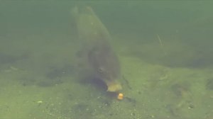 Подводная съемка - поклевки крупного карпа