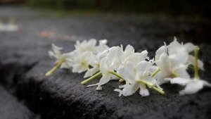 Buddham Saranam Gacсhami - Три Прибежища буддизма - Мантра