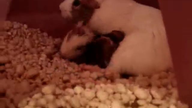 Petunia's 3 Little Pigs! смотреть онлайн