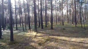 Экотропа "Лесные дали" в Лужском районе и карьер в Шалово