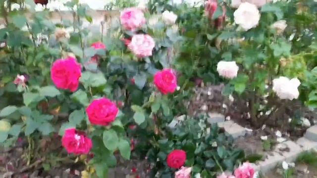 Розы после дождя. Первое цветение. 01.07.2022 ? смотреть онлайн