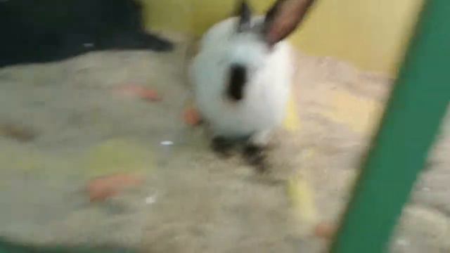 Влог:динозавры и чудо зоопарк!!! смотреть онлайн