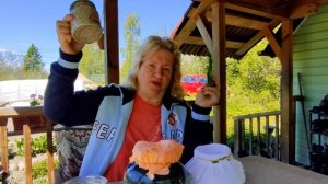 Триходерма Вериде. Боремся с вредителями. Выращиваем грибок САМИ !