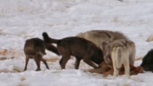 Самая большая стая волков в мире! Друиды – потомки канадских волков.