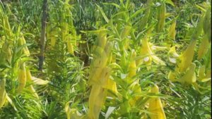 Чарующий мир лилий. Красивые  цветы и  музыка.