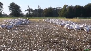 Гусь домашний - стадо гусей