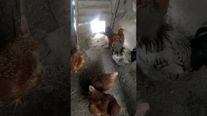 как избавиться от пероеда у кур