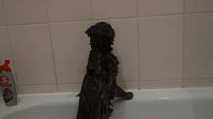 Шотландский вислоухий моется