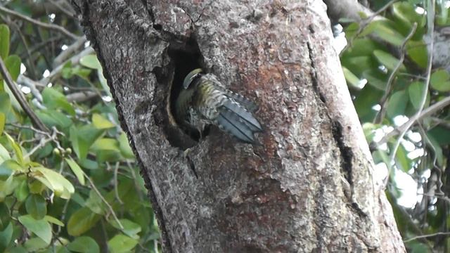 Cuban Green Woodpecker, Cuba 24th March 2015 смотреть онлайн