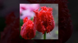 Tulip Barbados, Red Tulip