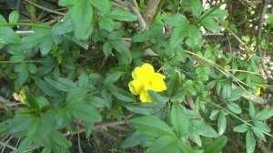 Primrose Jasmine - grow & care (Hedge plant)