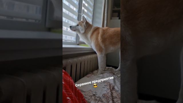 охранное предприятие ЧОП"ГАВ" #акитаину #akita #собаки #zveri #dog