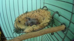Как часто кормить птенцов щегла?