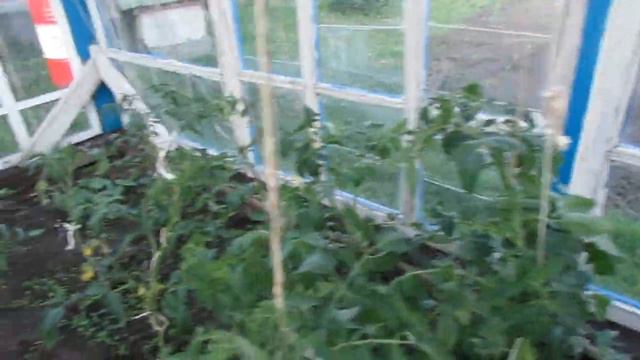 КОШКА / СОБИРАЮ ВИДЕО / ПОМИДОРЫ / ОГОРОД 5 СОТОК / КУРЫ ДОМОЙ смотреть онлайн