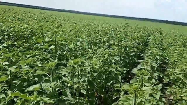 Выращивание подсолнечника.Поле после кукурузы и подсолнечника.