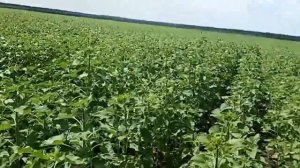 Выращивание подсолнечника.Поле после кукурузы и подсолнечника.