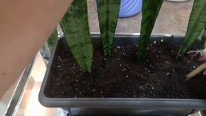 Сансевиерия  Посадка и выращивание без проблем