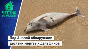 Под Анапой обнаружили десятки мертвых дельфинов