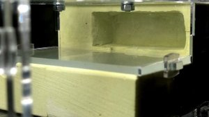 Обзор формикария AntDp.