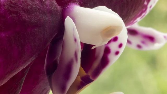 Пример фотографий на Юпитер 3 через переходник М-39 смотреть онлайн