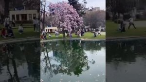 А ты не шел… (я буду ждать тебя весь долгий март) стихотворения