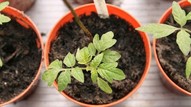 Как правильно замачивать семена перед посадкой смотреть онлайн