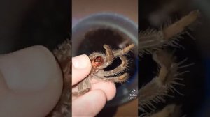 Кормление малышей птицеедов ласиодора парахибана. Продаются!