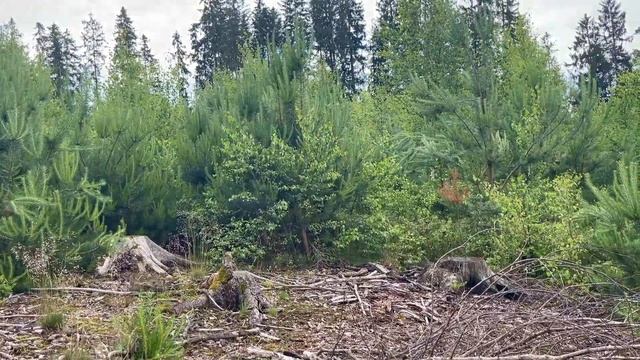 Pilze im Juni | 10.06.2022 | Erster Fichtensteinpilz | Boletus edulis | Blasse Pfifferlinge & mehr смотреть онлайн