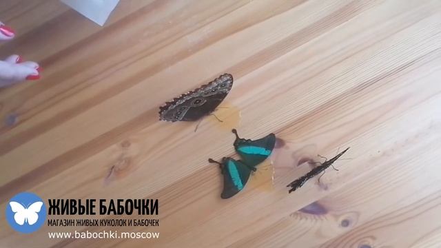 Как доставать бабочку из конверта смотреть онлайн