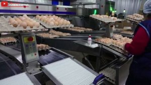 Egg production. Производство яиц на сельхозпроизводстве "Партизан" в Крыму