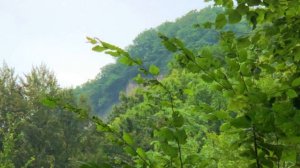 «Лечанан корт» («Соколиная голова»), Урус-Мартановский район