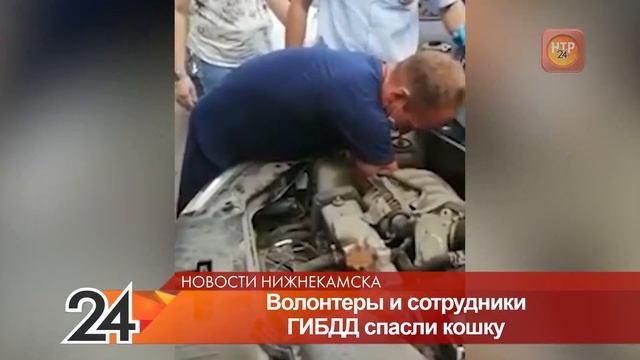 Появилось видео спасения кошки из-под капота автомобиля в Нижнекамске смотреть онлайн