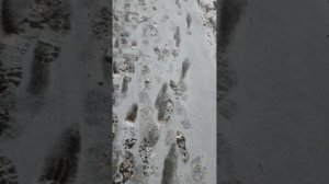 "Час быка" у Алексея Аристовича или "пркрасное далёко" вернулось