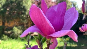 ЖИЗНЬ в ГЛУХОЙ ДЕРЕВНЕ. БЕЛАРУСЬ. МАГНОЛИЯ КЛЕОПАТРА  , ДАФНИ и звездчатая Royal Star