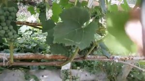Как ухаживать за виноградом в августе.Сад Зауралья.