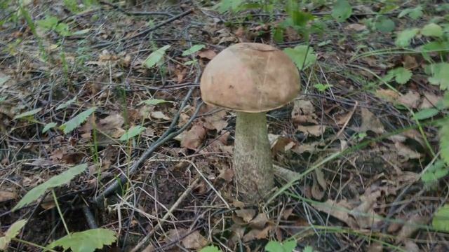 Купить белый гриб в Москве смотреть онлайн