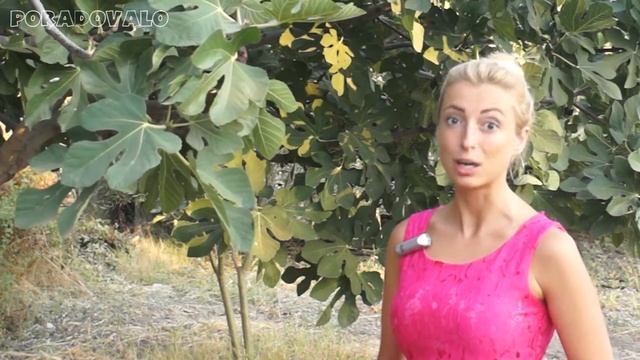 Фруктовый марафон. Инжир: как растет и полезные войства