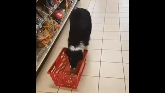 НАШИ ДОМАШНИЕ ЖИВОТНЫЕ НАШИ ЛЮБИМЦЫ ПОДБОРКА ПРИКОЛОВ С КОТИКАМИ АВГУСТ 2019 FUNNY ANIMALS VIDEO смотреть онлайн