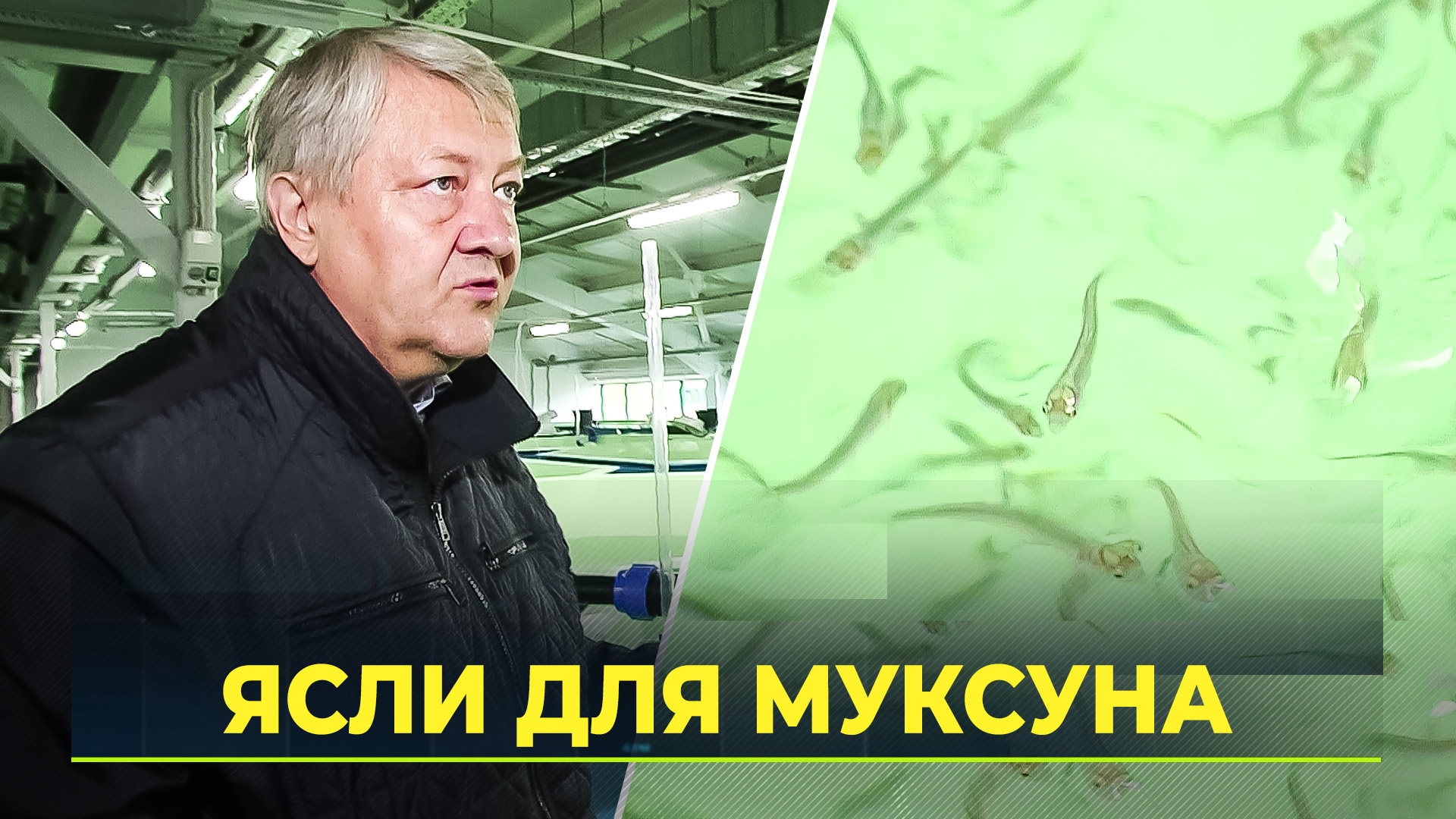 Ясли для муксуна: первые итоги эксперимента учёных